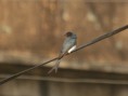 /album/some-overseas-trips/ashy-drongo-corbett-jpg/
